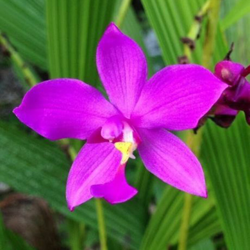 

Egrow 20 шт. / Упак. Орхидея Семена Spathoglottis Tongue Flower Bonsai для дома Сад Растение