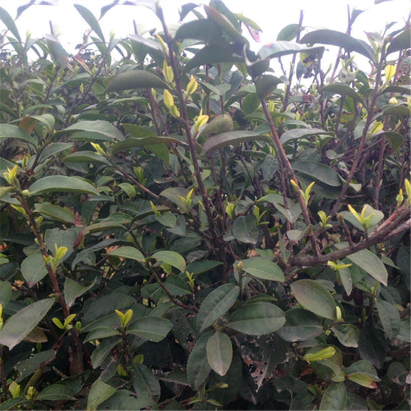 

Egrow 130 шт. / Упак. Зеленый Чай Семена зеленый чайное дерево Semente Растение китайский Чай
