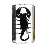 Przezroczysty Akrylowy Próbka Owadów Pająk Czarny Przekwaskowaty Chrząszcz Skorpiony Rzemiosło Naukowe Zabawka