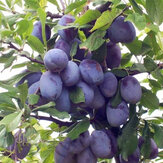 Egrow 10 Stück / Packung Black Brin Fruchtsamen Pflaumenpflaumenbaum Bonsai Pflanzen Gartenpflanzung
