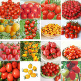 Egrow 200Pcs Σπόροι ντομάτας Κήπος Φύτευση λαχανικών Κόκκινο Κίτρινο Μαύρο Γλάστρες Ντομάτες Μπονσάι