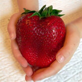 Egrow 100 stuks Giant Red Strawberry Seeds Heirloom Super Japan Aardbeien Tuin Zaden