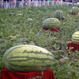 Egrow 30db óriás görögdinnye mag fekete Tyrant King szuper édes görögdinnye mag kerti gyümölcs