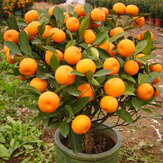 30Pçs Fruta Mandarins Comestível Bonsai Sementes de Árvores Sementes de Citrinos Bonsai Mandarim Sementes de Laranja
