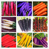 Egrow 500 Stücker / Pack bunte Karotte Samen rot weiß lila origanische gesunde Gemüse Pflanzensamen