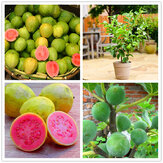 Egrow 30 Pcs/Pack Guava Seeds Tropical Sweet Fruit Tree Plants Seed for Garden Balcony Courtyard