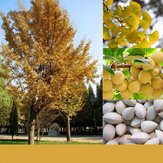 Egrow 5 Pcs/Pack Ginkgo Biloba Seeds Rare Maidenhair Tree Seed Strong Adaptability Garden Fruit Tree