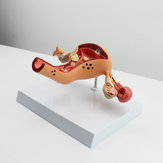 1 Stück Anatomisches Modell von Uterus und Eierstock, Medizinisches Modell der Querschnittsanatomie, Wissenschaftliches Spielzeug mit Basis
