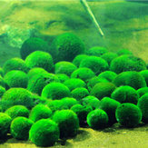 1000PCS水族館の水槽の草の種を育てる水水生植物の種観賞用の芝生の草