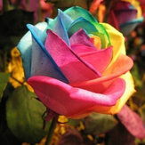200Pcs Semi di Rosa Rara a Colore di Arcobaleno Perenne Fai da Te per Giardino