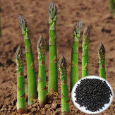 20PCS Garden Vegetable Asparagus Officinalis Seeds