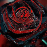 Egrow 100Unids Rosa Negra Semillas Flor con Rojo Borde Rara Rosa para Jardín Bonsai