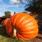 Egrow 10db / csomag Óriás tökmag nagy tök díszes őrölt zöldségmag Halloween dekoráció