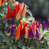 Egrow Mix Farbe Pfeffer Samen Chili Pepper Gemüse Samen Garten Dekoration Bonsai Pflanze