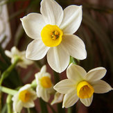 100Pcs Flower Daffodil Seeds Bonsai Flower Seeds Aquatic Plants Double Petals Narcissus Garden Plant