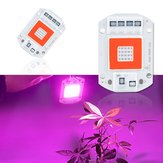 Chip de luz LED de espectro completo vermelho e azul 20W 30W 50W AC110V/AC220V para plantas e flores em ambientes internos