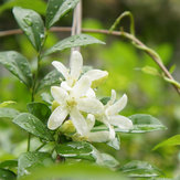 Egrow 20Pcs Bonsai Jasmine Flower sementes Jardim Exterior Varanda Escalada Flor sementes 