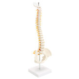 Modelo anatómico de columna vertebral con pelvis y cabezas de fémur a escala 1/2 de tamaño real, equipo de laboratorio detallado de la columna vertebral humana