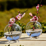 Hydroponische Pflanzen in Form einer hängenden Glasvase für die Haus- und Garten Dekoration
