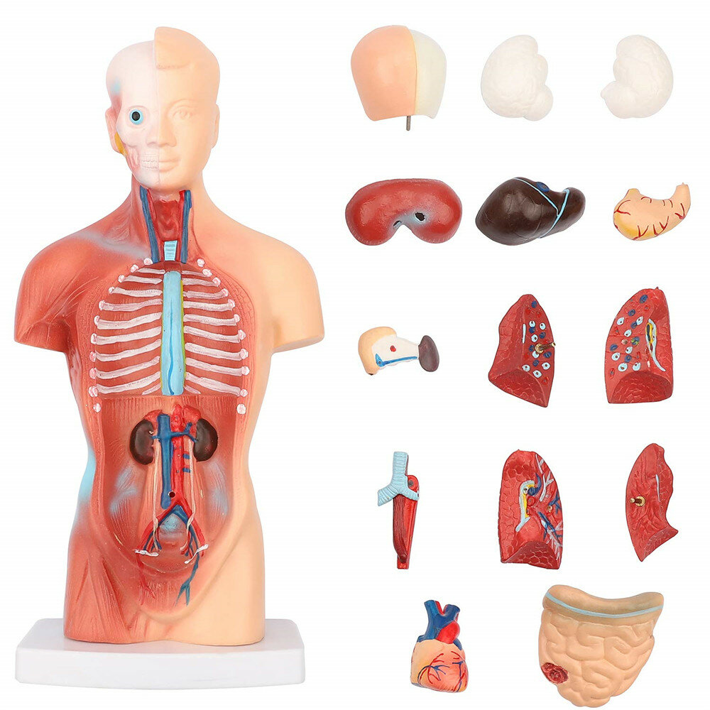 11 inch menselijk lichaam model torso anatomie pop 15 verwijderbare onderdelen skelet visceraal