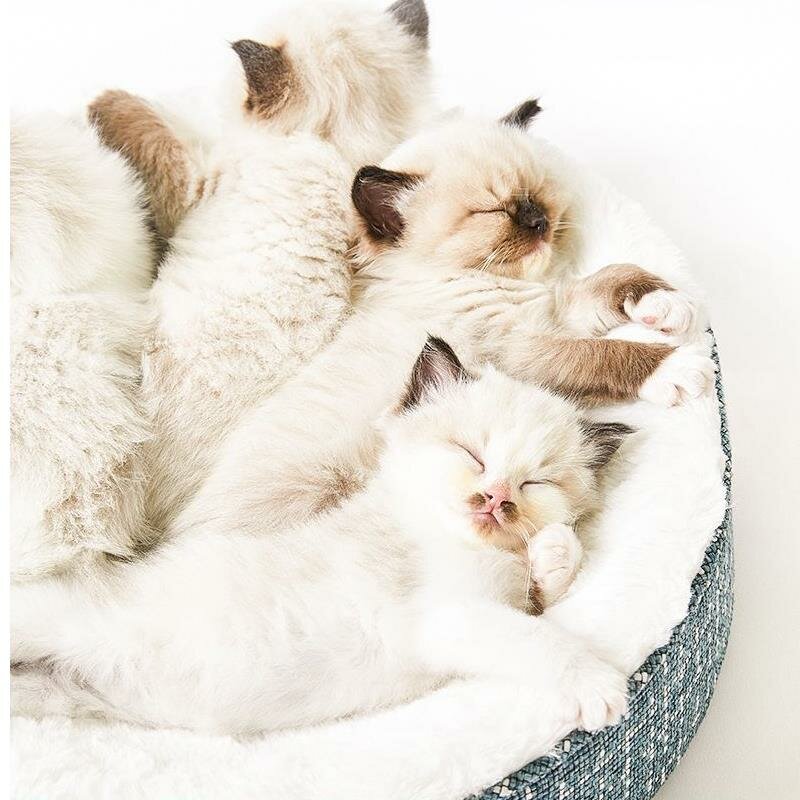 PETKITペットスリーピングベッドポリウレタンカーネルペット犬猫ベッド中小ペットベッド用