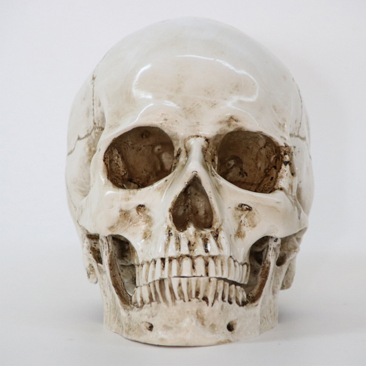 Halloween skelet hoofd decor skelet model horror eng gotische schedel prop ornamenten Halloween sfee