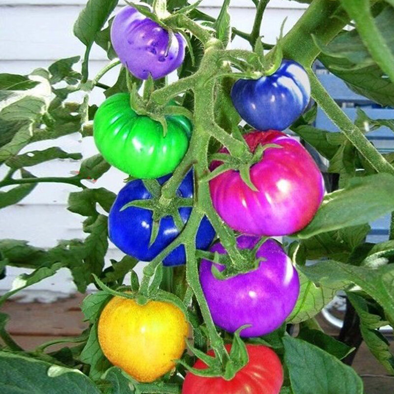 100pcs Rainbow Tomato Seeds Colorful Bonsai Organic Vegetables and Fruits Seeds