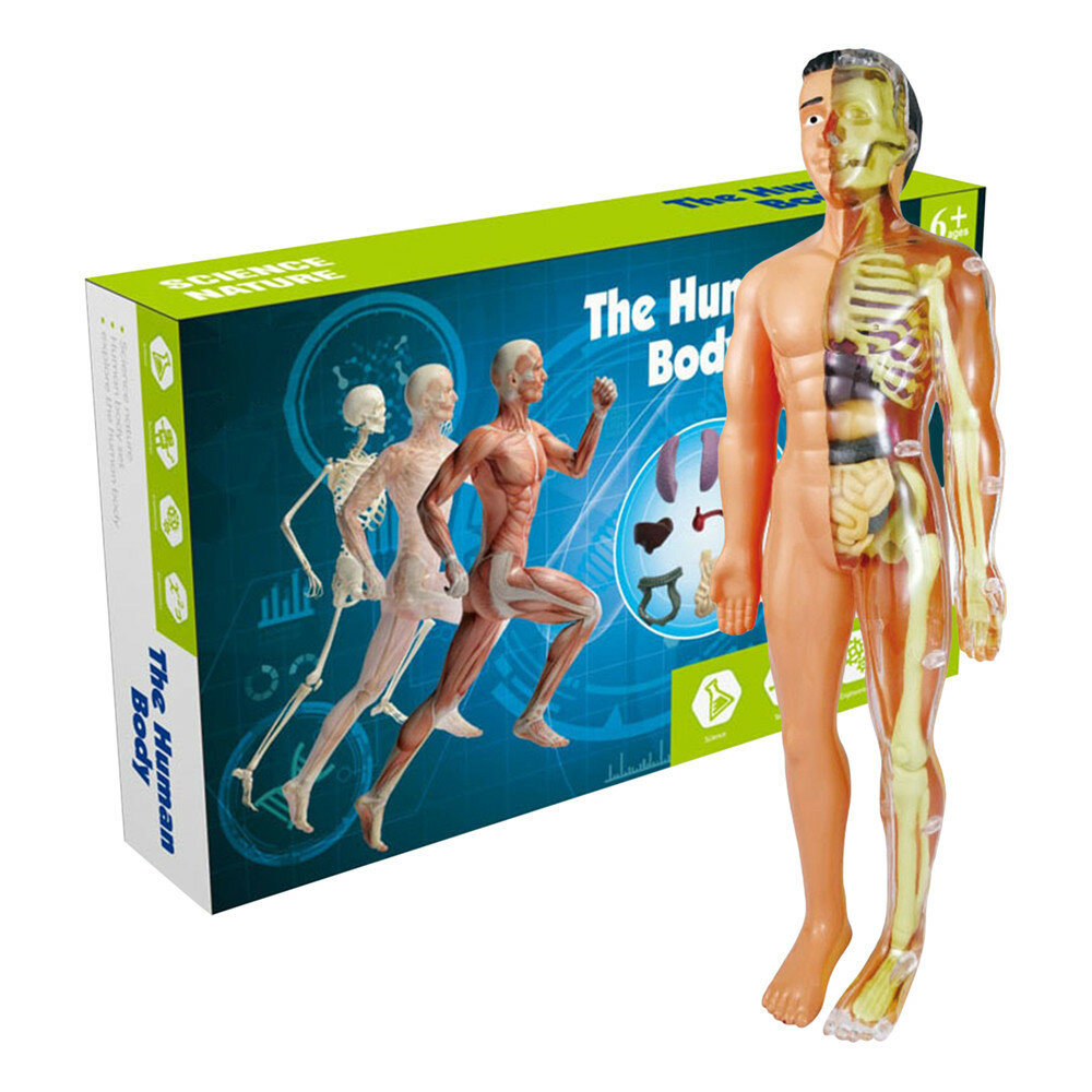 Menselijke Anatomie Model Verwijderbare Menselijke Torso Anatomie Model Met Details 3D Lichaam Model
