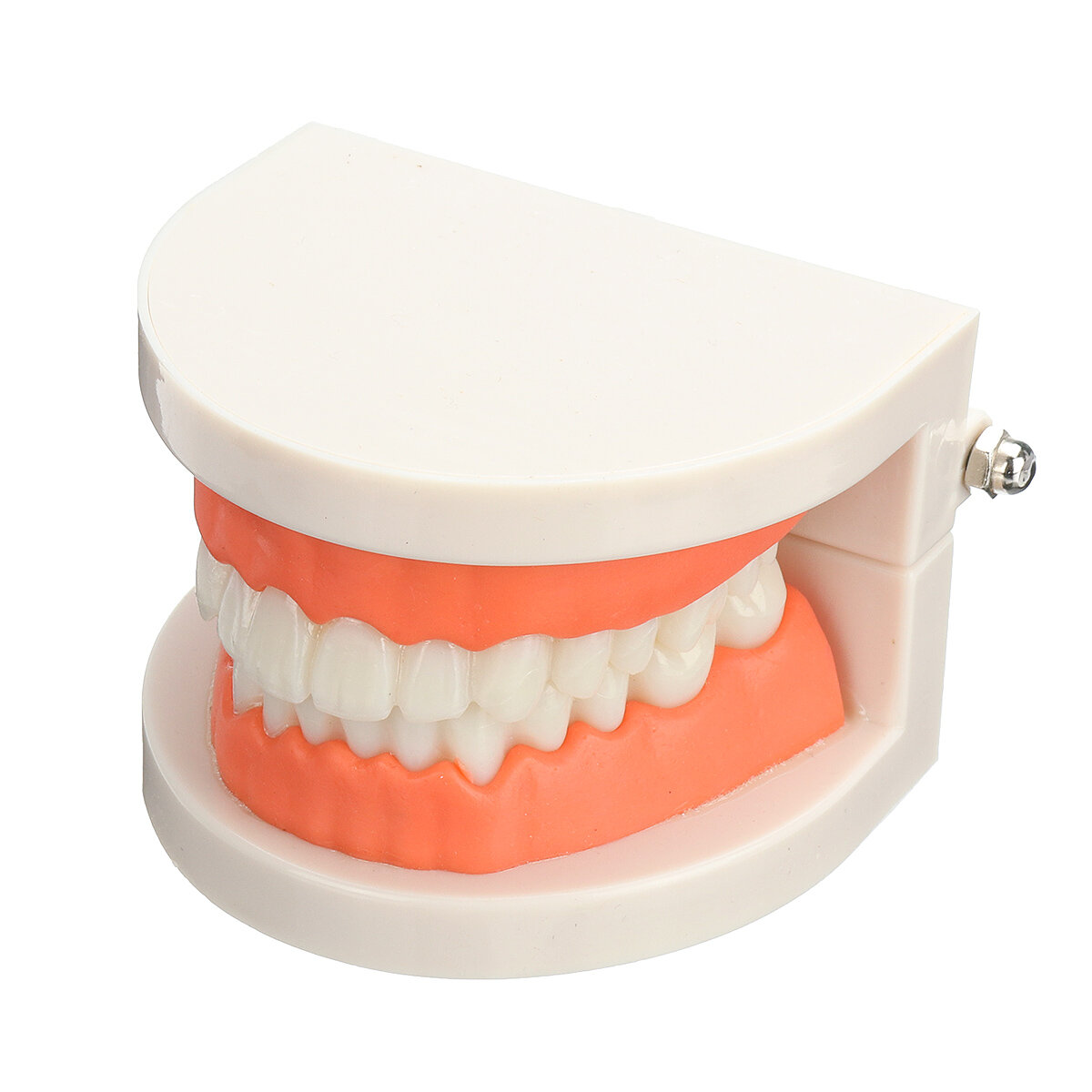 

Зубные зубы Медицинская Модель Чистка зубной нитью Практика Typodont Обучение Изучение Инструмент