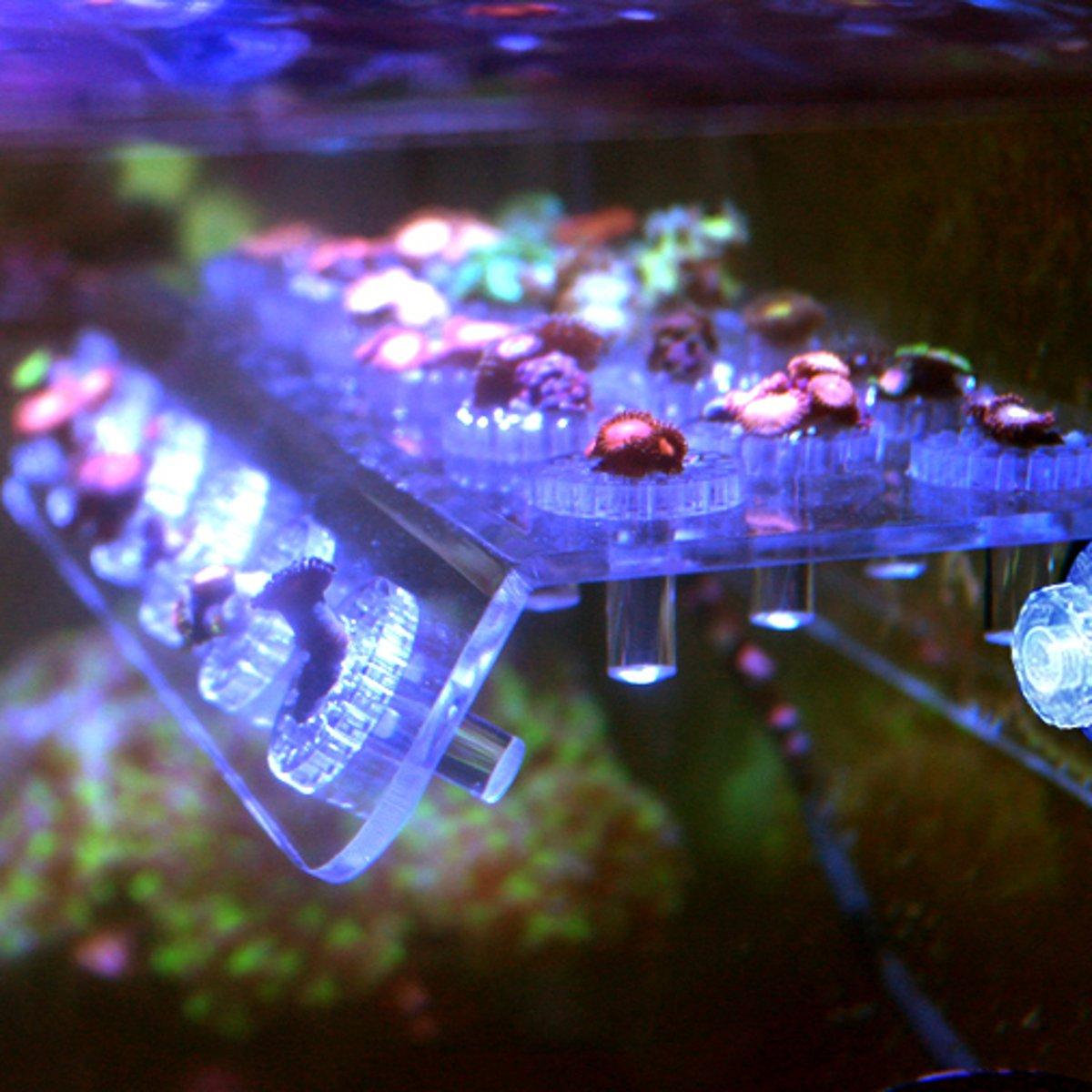 Marine Aquarium Reef Fish Tank Acrylic Coral Rack Bracket Live Holder Sucker US