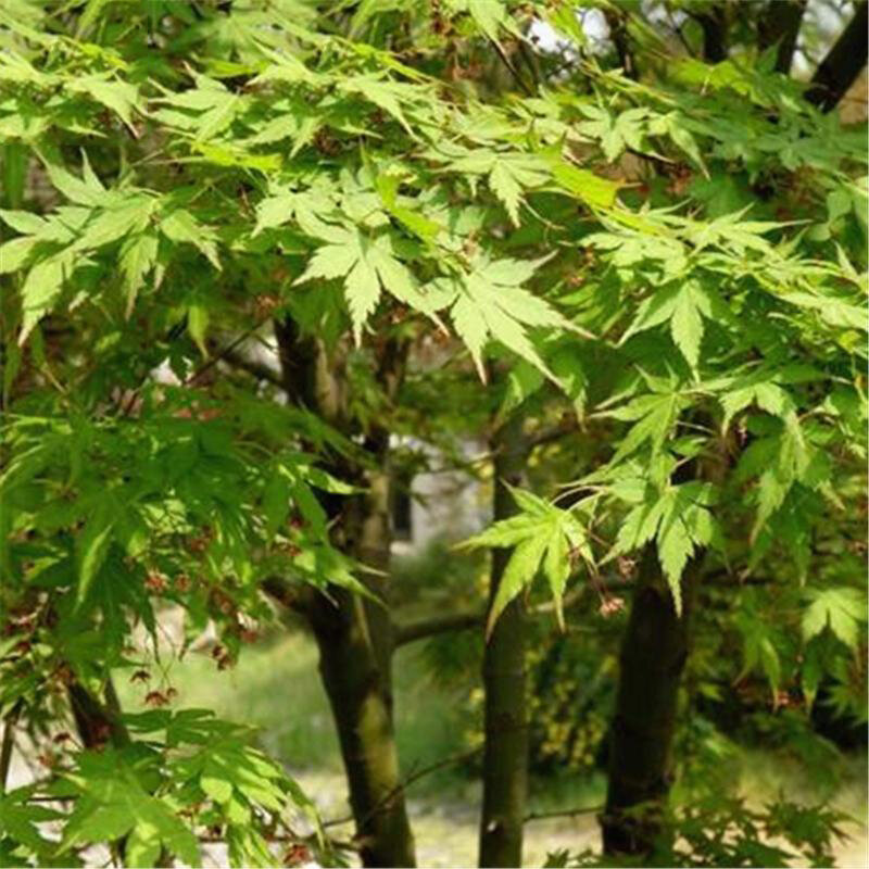 

Egrow 100 шт. / Упак. Зеленый клен Семена Зеленый Лист Клен Semente Растение Пальматум для китайского клена