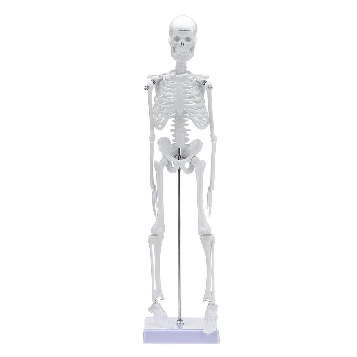 

45cm Human Anatomical Anatomy Skeleton Learn Aid Human Skeletal Model