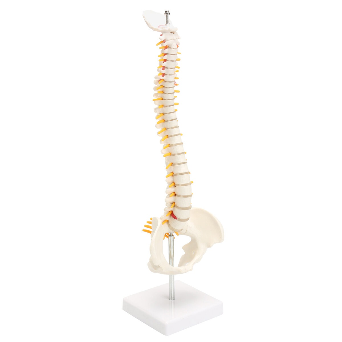 

Spine Anatomical Model With Pelvis Femur Heads 1/2 Life Size Lab Equipment Detailed Vertebral Column Human Mould