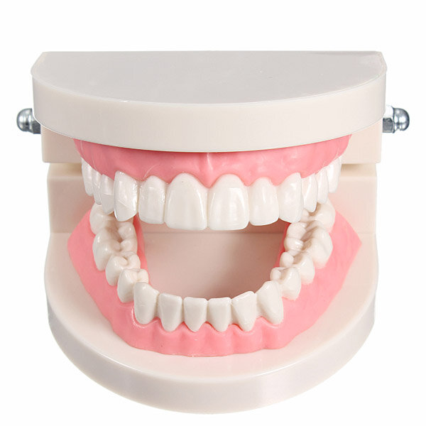 

1 Pack Dental Dentist Teeth Tooth Teach Model Pink Flesh Gums